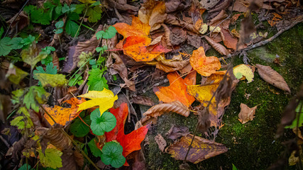 Colorful Leaves