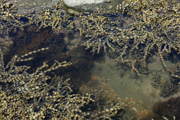 Wasserpflanze im Wasser schwimmend