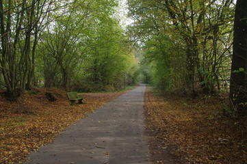 Fototapeta na wymiar Weg im Herbstwald
