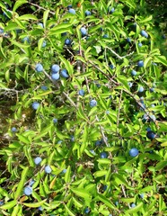 Prunellier (prunus spinosa)