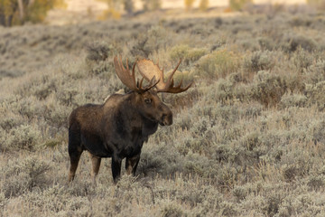Bull Shiras Moose in Autumn in Wyoming
