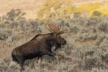 Bull Shiras Moose in Autumn in Wyoming