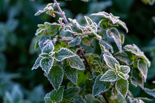 Frostige Bl&auml;tter