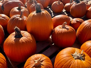 pumpkins in a row