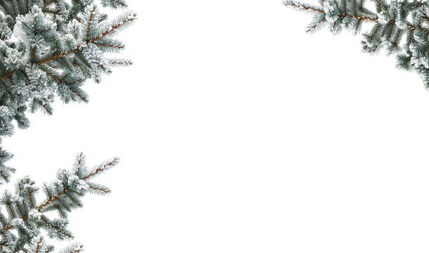 Twigs of christmas tree (spruce Picea pungens) covered hoarfrost and in snow on a white background with space for text