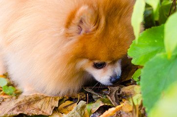 Obraz premium A beautiful little fluffy Pomeranian sniffing something on the ground. dog hunter. mark territory. poisoning, extermination of wild and domestic animals.