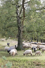 Fischbek Heath, Hamburg