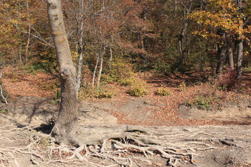 forest