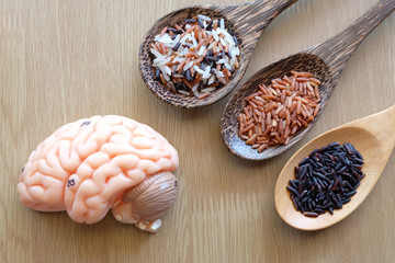variety of rice and human brain anatomy model with healthy concept