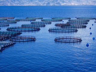 Fototapeta na wymiar Sea fish farm nets. Cages for fish farming sea bream and bass. 
