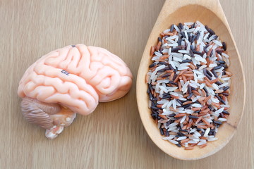 variety of rice and human brain anatomy model with healthy concept
