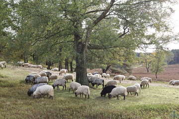 Fischbek Heath, Hamburg