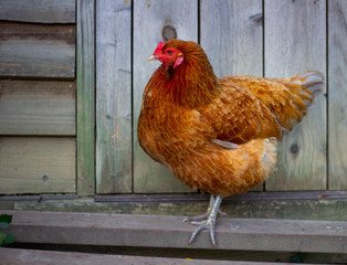 Ameraucana chicken next to a coop