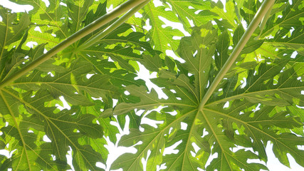 Background texture papaya leaf on tree full frame isolate on white color