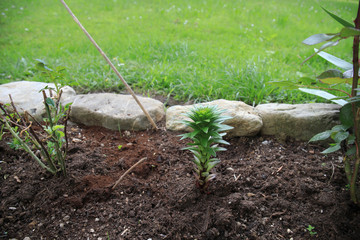 Red Lilie Young Flower © Susi Pang