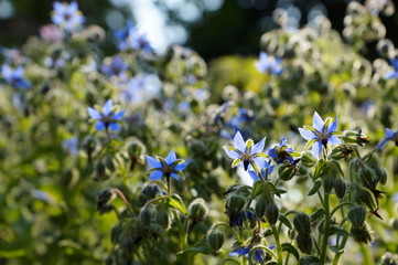 Flor de Borraja en jardin