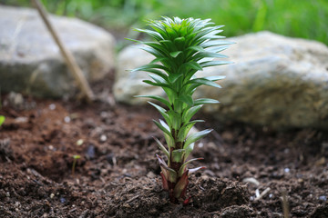 Red Lilie Young Flower © Susi Pang