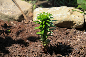 Red Lilie Young Flower © Susi Pang