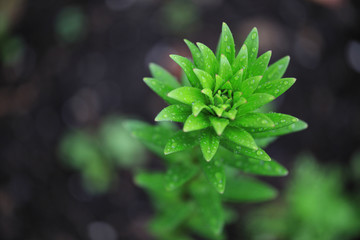 Gardening Lilie © Susi Pang