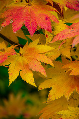 Naklejka na ściany i meble the red leaves in autumn