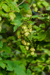 Ripe green hop cones on a branch.