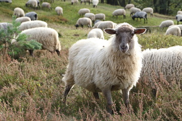 Fischbek Heath, Hamburg