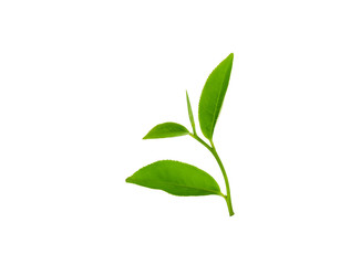 green tea leaf isolated on white background