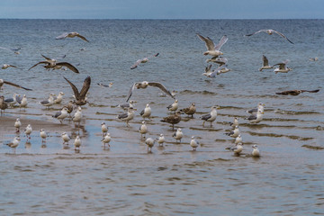 Sea gulls at sea in the water and in the sky in late autumn.