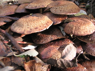 Hallimasche Pilze im Herbst