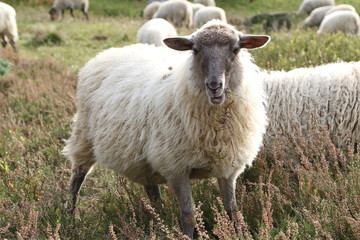 Fototapeta premium Herd of Heidschnucken, Nordic short-tailed sheep in the Fischbek Heath, Hamburg, Germany
