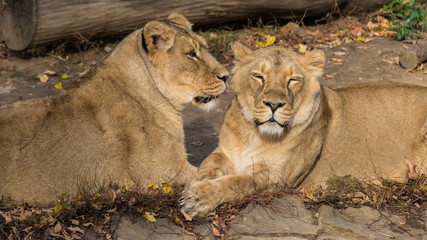 Two lionesses