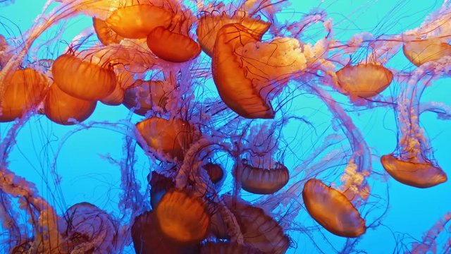 Magnificent exotic jellyfishes in an aquarium