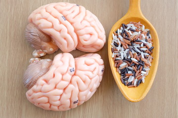 variety of rice and human brain anatomy model