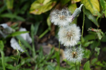 Semillas de Diente de León
