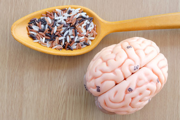 variety of rice and human brain anatomy model