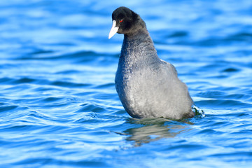 Blässhuhn in der Oberlausitz
