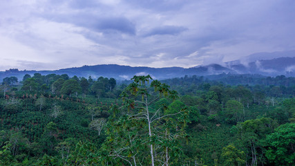 Fototapeta na wymiar Misty morning view of coffee plantation at dawn
