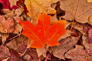 Maple Leaf