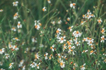Lovely small grass flower in meadow.