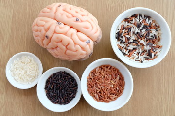 variety of rice and human brain anatomy model