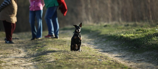Black Mongrel dog sitting on counryroad looking at camera