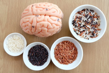 variety of rice and human brain anatomy model