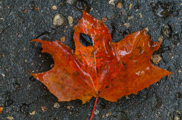 Maple red leaf on the pavement after rain.