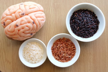 variety of rice and human brain anatomy model