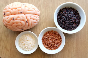 variety of rice and human brain anatomy model