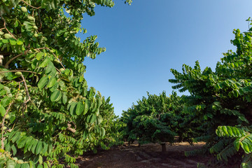 Plantations of cherimoya custard apple fruits in Granada-Malaga Tropical Coast region, Andalusia, Spain, green cherimoya growing on tree