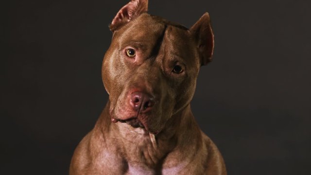 Portrait of a cute American Pit Bull Terrier dog on a black background