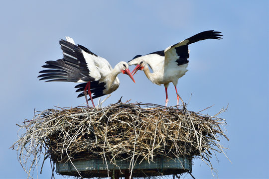 Weißstörche auf dem Nest