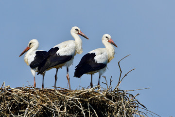 Weißstörche auf dem Nest