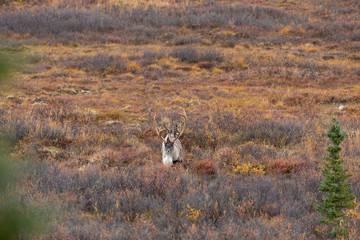 Barren Ground Caribou Bulls in Alaska in Autumn